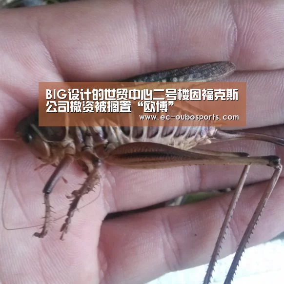 欧博